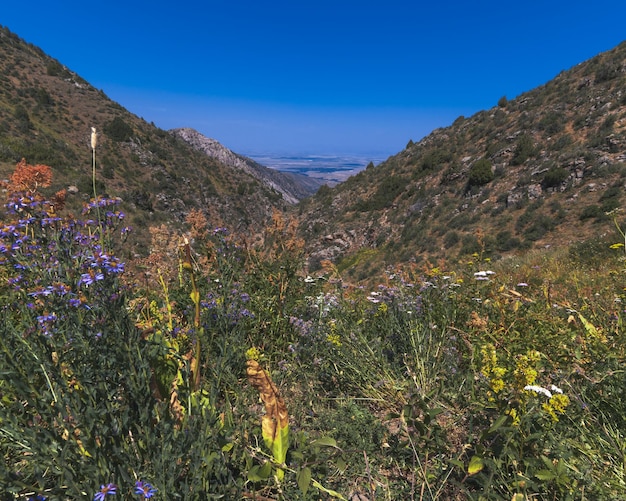 campo verde con fiori che sbocciano nella gola di Kaskasu nelle montagne Tien Shan in Kazakistan in estate