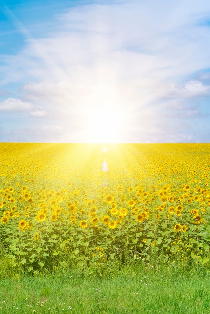 Campo verde con girasoli gialli sotto un cielo blu con nuvole soleggiate