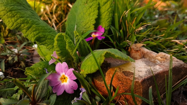 Campo verde con i fiori sopra