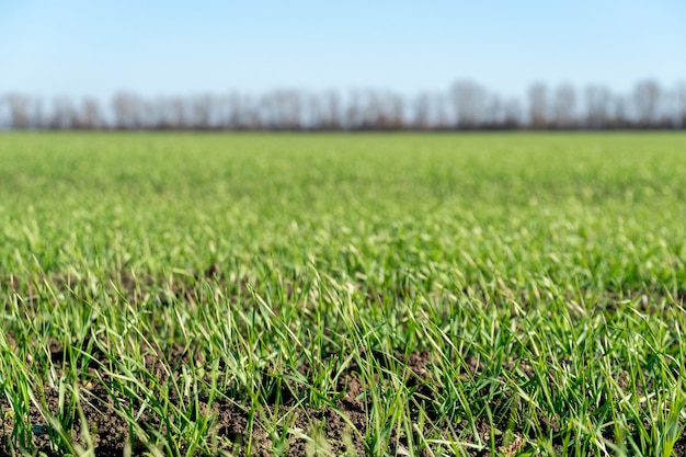 Campo verde con il giovane grano invernale che inizia a crescere