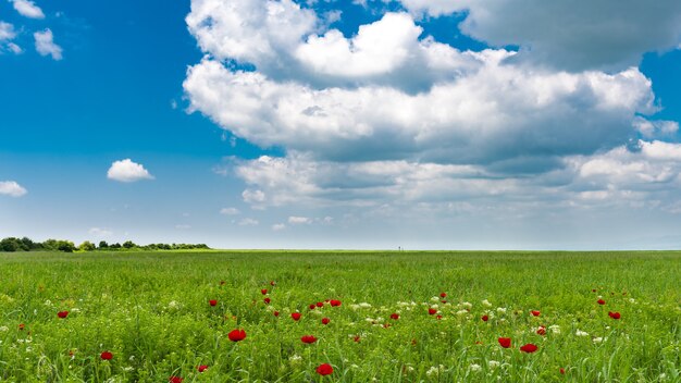 Campo verde con nuvole nel cielo azzurro