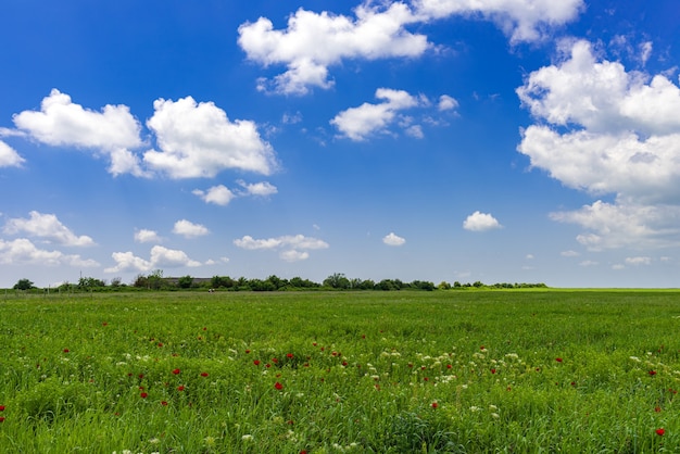 Campo verde con nuvole nel cielo azzurro