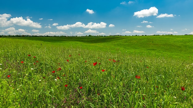 Campo verde con nuvole nel cielo azzurro