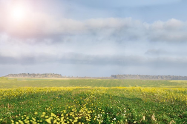 Campo verde con sole e cielo blu