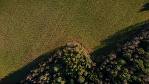 Campo verde con vista dall'alto di alberi