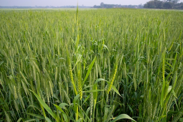 Campo verde del raccolto di agricoltura della piantagione di grano