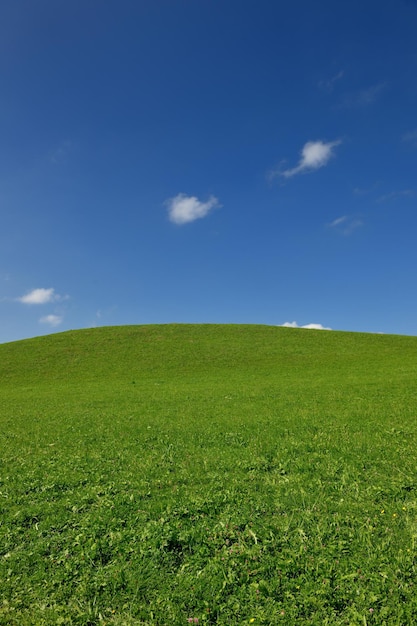 campo verde di erba e sfondo perfetto del cielo azzurro in natura
