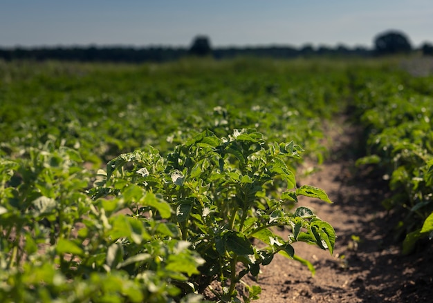 Campo verde di lussureggianti piante frondose e paesaggio di campagna dell'orizzonte del cielo