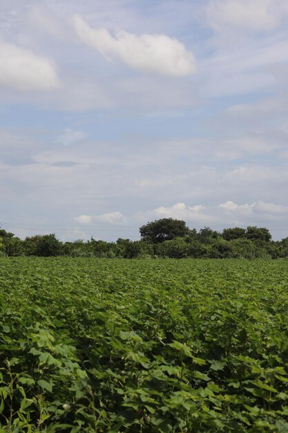 Campo verde di mais in crescita