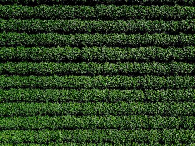 Campo verde di patate con linee di fila vista dall'alto foto aerea del drone