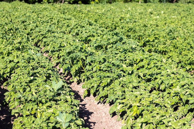 Campo verde di patate in fila Piantagioni di patate solanum tuberosum Raccolto piantato