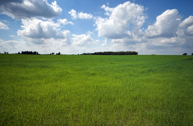 Campo verde e bel cielo nuvoloso blu con nuvole leggere. Paesaggio agricolo. Foto ampia.