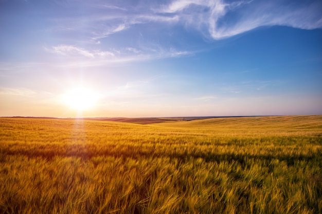 Campo verde e bel tramonto