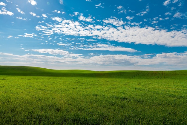 Campo verde e bel tramonto