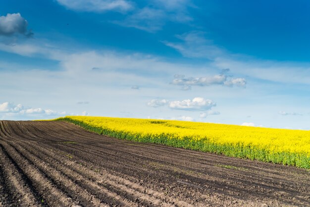 Campo verde e cielo azzurro