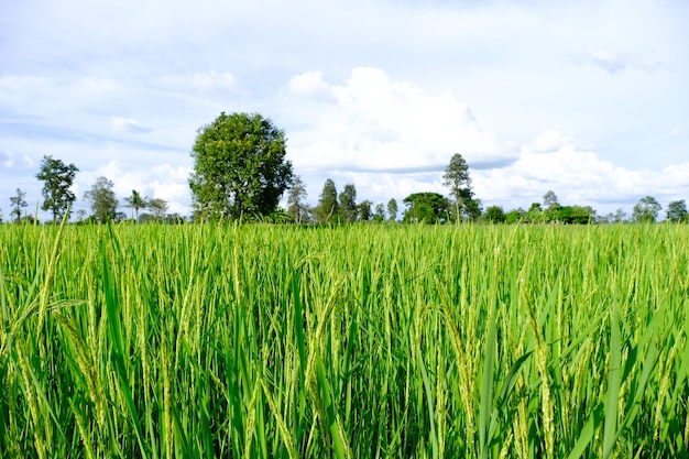 Campo verde e cielo azzurro