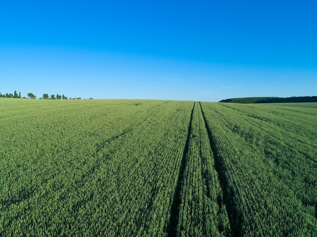 Campo verde e cielo azzurro