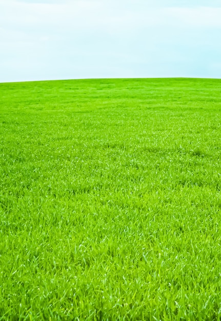 Campo verde e cielo blu con nuvole bellissimo prato come sfondo naturale e ambientale