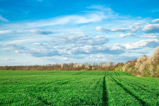 Campo verde e cielo blu