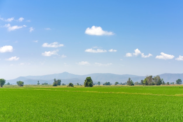 Campo verde e cielo blu