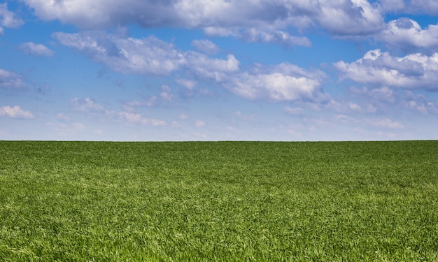 Campo verde e cielo blu