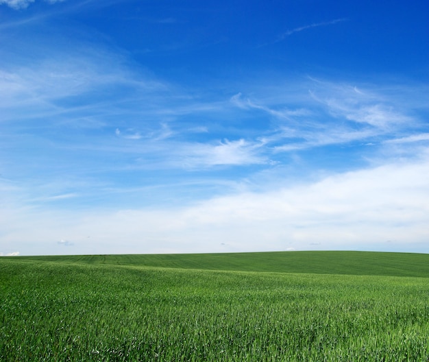 Campo verde e cielo blu