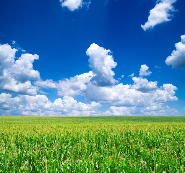 Campo verde e cielo blu