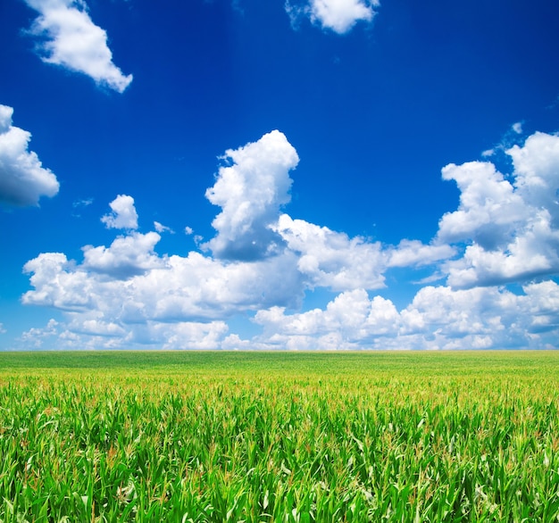 Campo verde e cielo blu