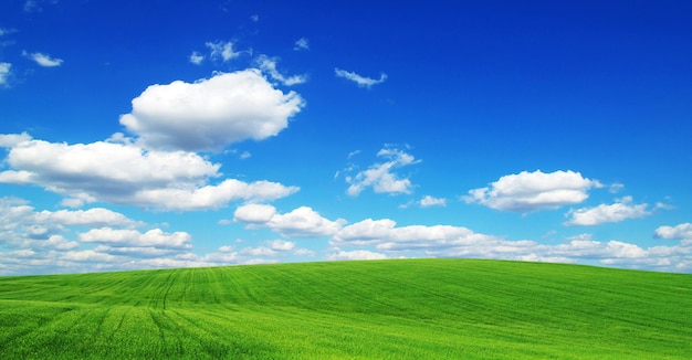 Campo verde e cielo blu