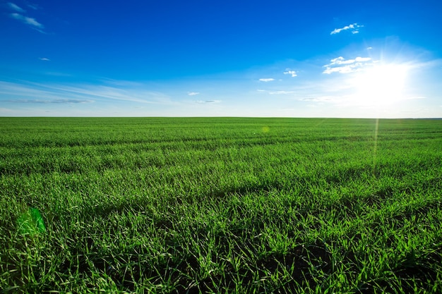 Campo verde e cielo blu