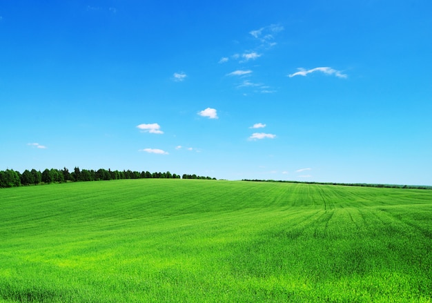 Campo verde e cielo blu