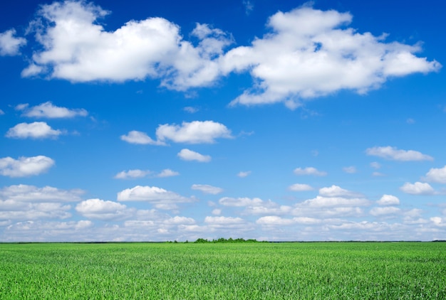 Campo verde e cielo nuvoloso