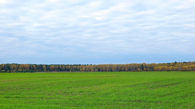 Campo verde e foresta d'autunno