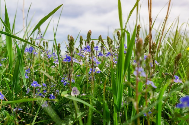 Campo verde erba con fiori Veronica forgetmenot in campo