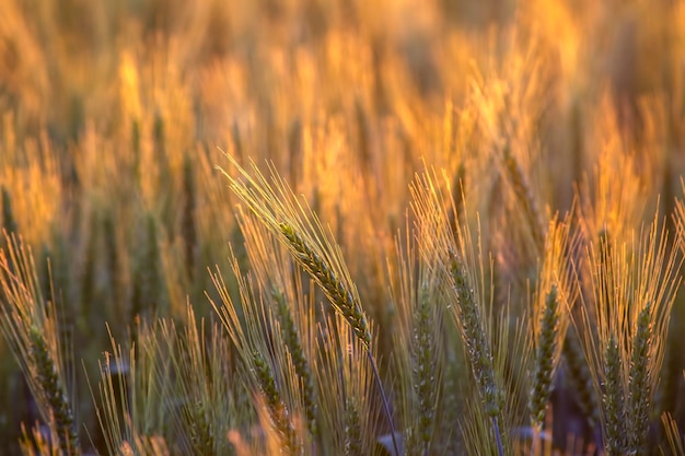 Campo verde fiorito di grano Agronomia e agricoltura Industria alimentare