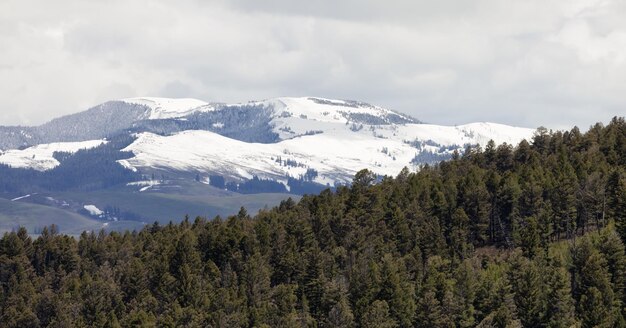 Campo verde fiume e montagna nel paesaggio americano