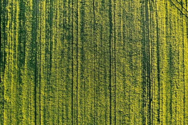 Campo verde in zona rurale Paesaggio di campi di cereali agricoli