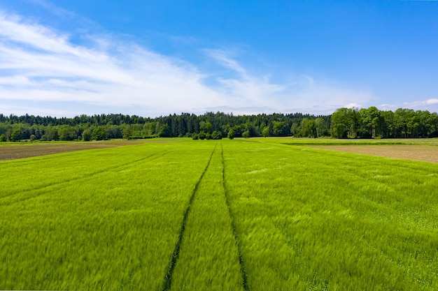 Campo verde in zona rurale Paesaggio di campi di cereali agricoli