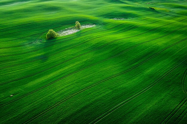 Campo verde nella soleggiata primavera in campagna