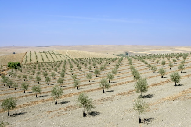 Campo verde oliva in una giornata di sole estivo