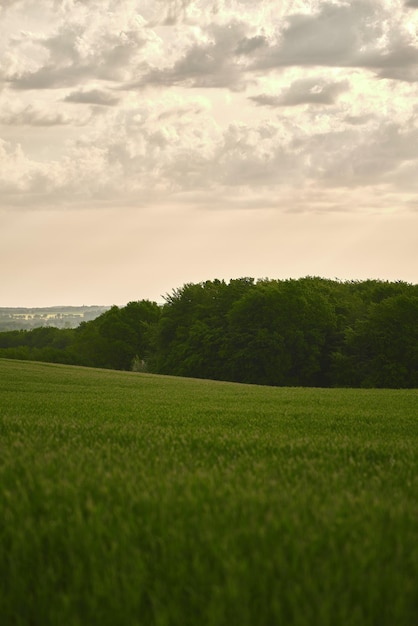 Campo verde Paesaggio agricolo Percorso nel campo dell'erba d'orzo campi verdi e paesaggio primaverile del cielo