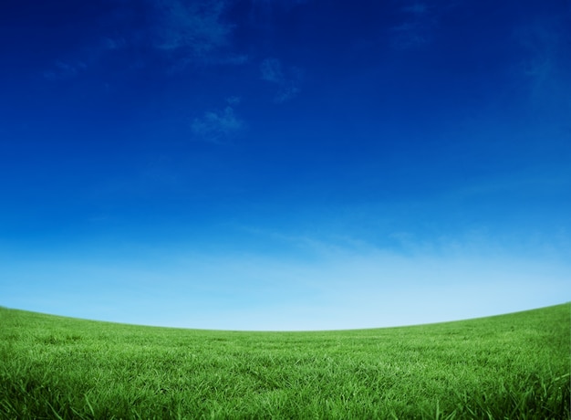 Campo verde sotto il cielo blu