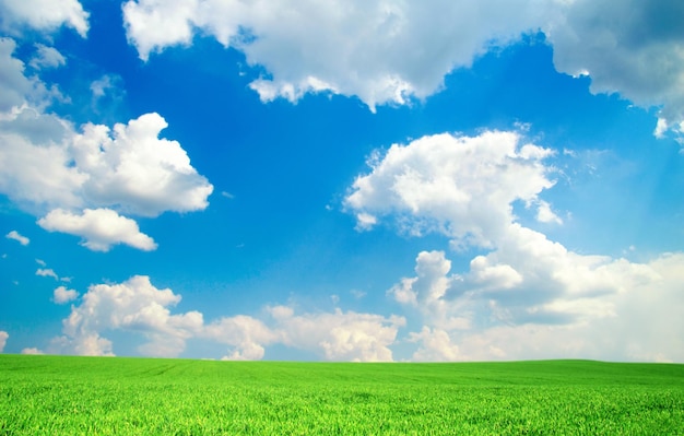 Campo verde sotto il cielo blu