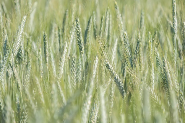 Campo verde spighe di grano acerbo