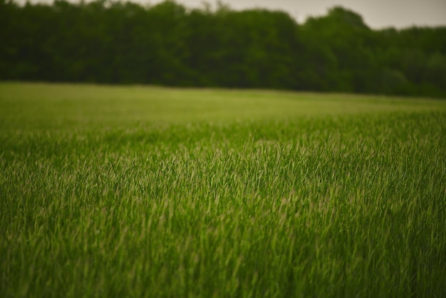 Campo verde vibrante in primavera