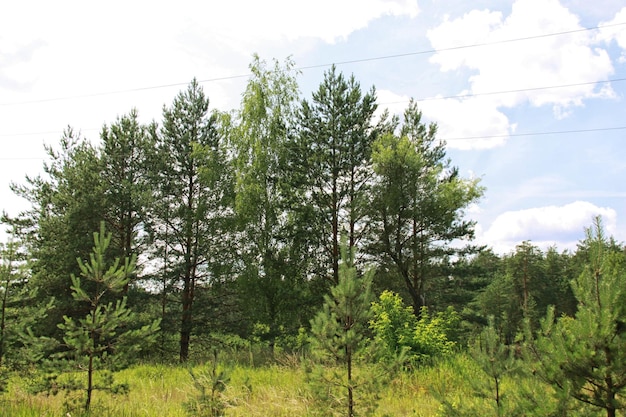 Campo verde vicino alla foresta