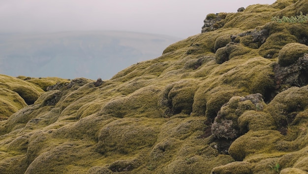 Campo verde vulcanico in Islanda