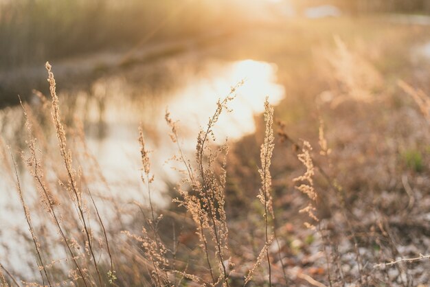 Campo vicino al fiume sotto i raggi del sole