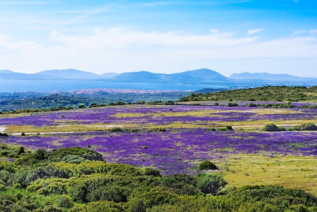 Campo viola in riva al mare in Sardegna Italia