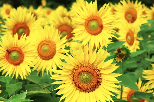 Campo vuoto di girasoli